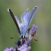 Photo de Papillon - l'azur du gent