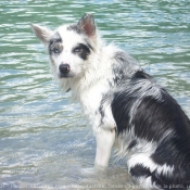 Photo de Border collie