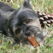 Photo de Yorkshire terrier