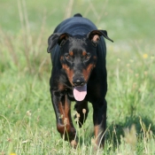 Photo de Dobermann