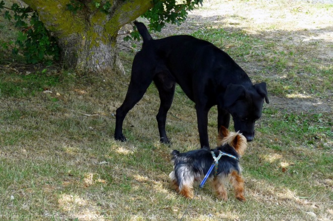 Photo de Yorkshire terrier