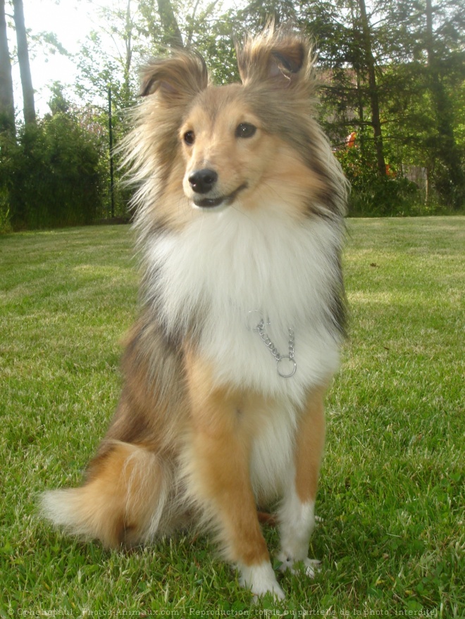 Photo de Chien de berger des shetland