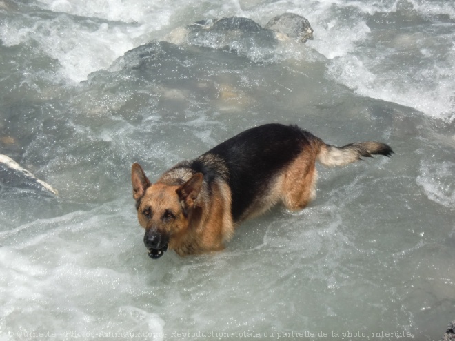 Photo de Berger allemand  poil court