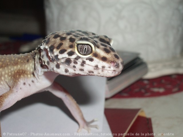 Photo de Gecko