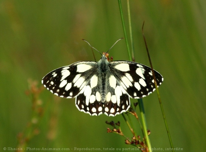 Photo de Papillon - demi deuil