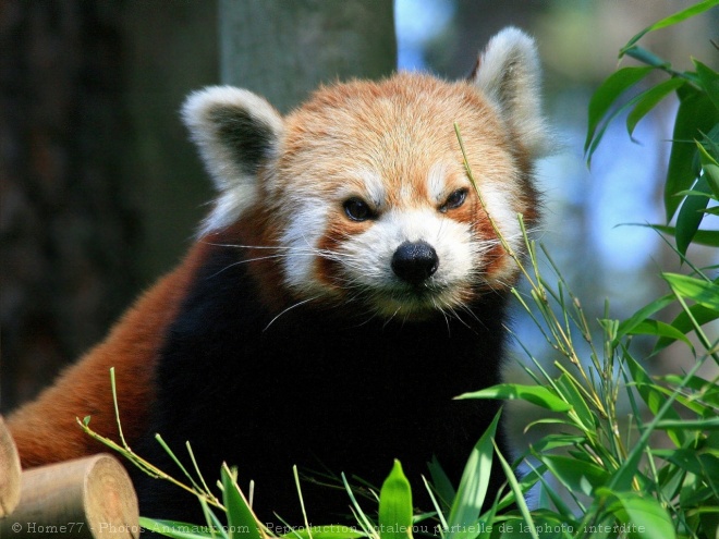 Photo de Panda roux