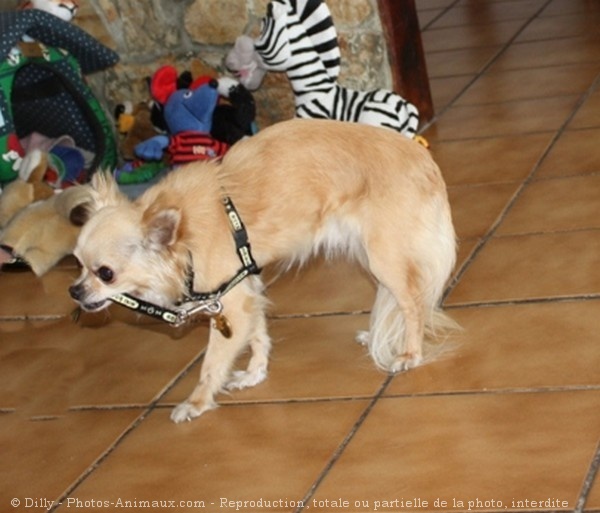 Photo de Chihuahua  poil long