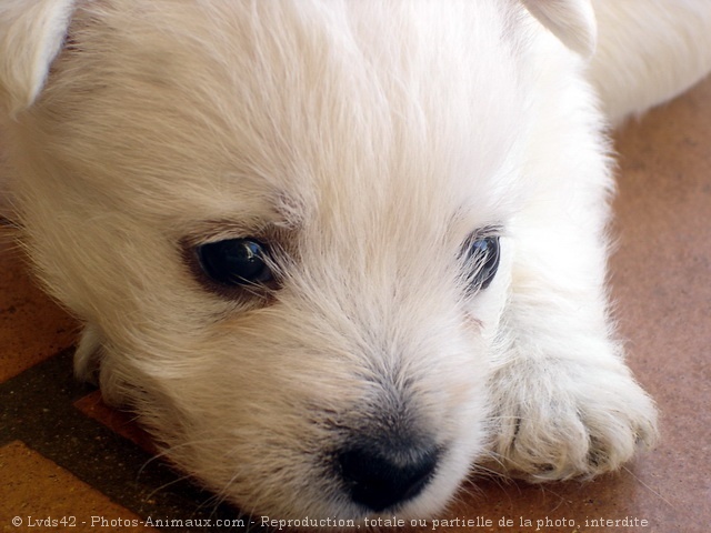 Photo de West highland white terrier