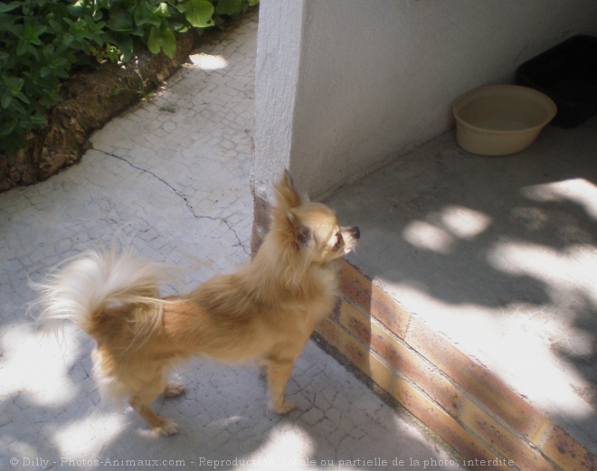 Photo de Chihuahua  poil long