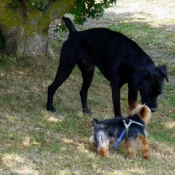 Photo de Yorkshire terrier