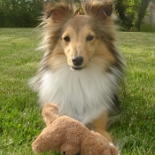 Photo de Chien de berger des shetland