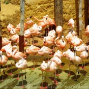 Photo de Flamand rose