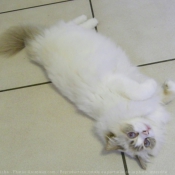 Photo de Ragdoll