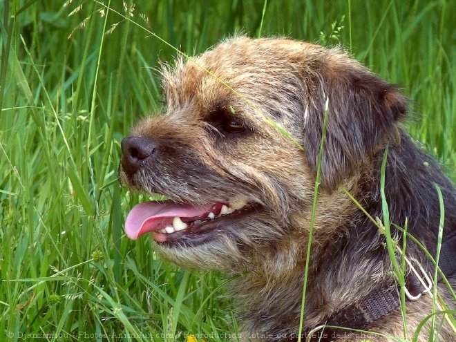 Photo de Border terrier