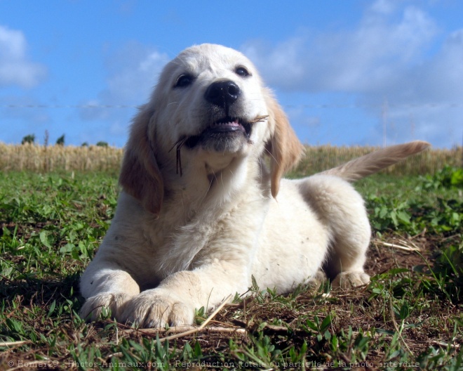 Photo de Golden retriever