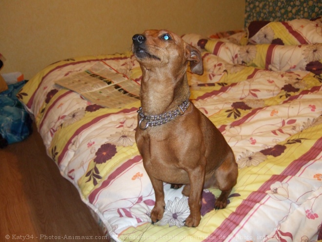 Photo de Pinscher nain