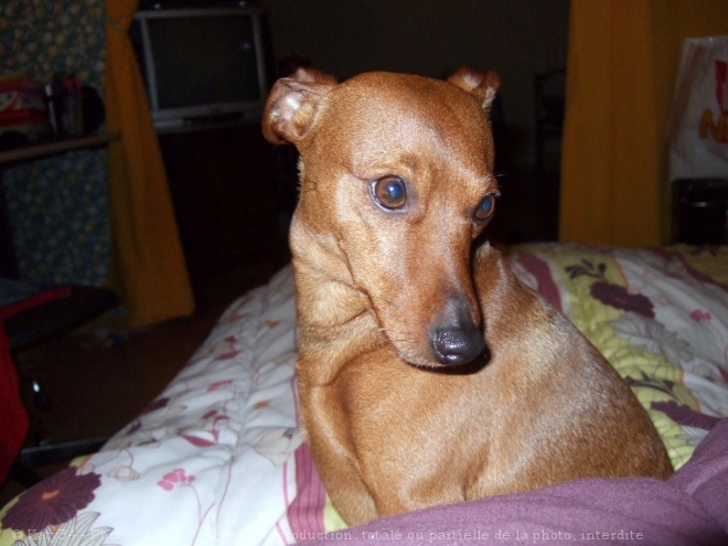 Photo de Pinscher nain