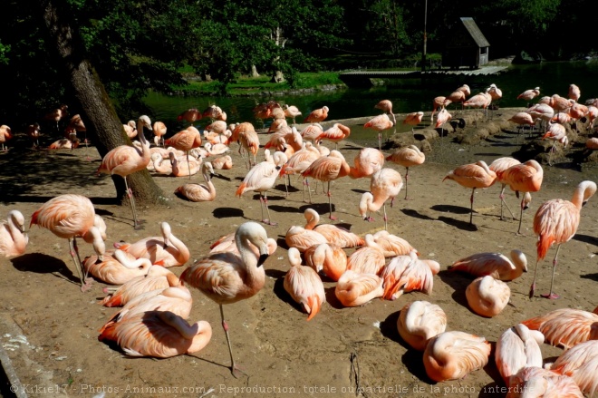 Photo de Flamand rose