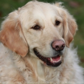 Photo de Golden retriever