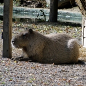 Photo de Cabiai ou capybara