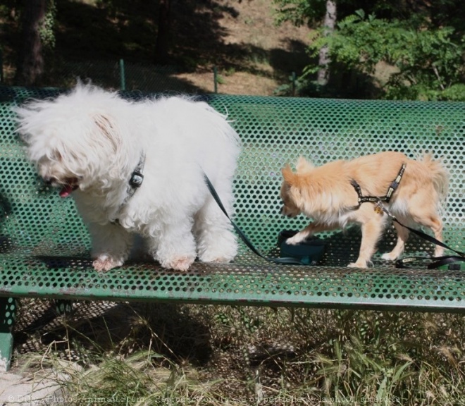 Photo de Chihuahua  poil long