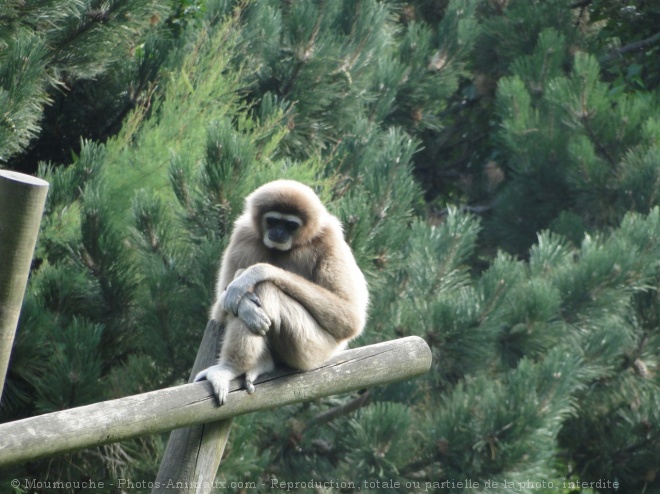 Photo de Singe - gibbon