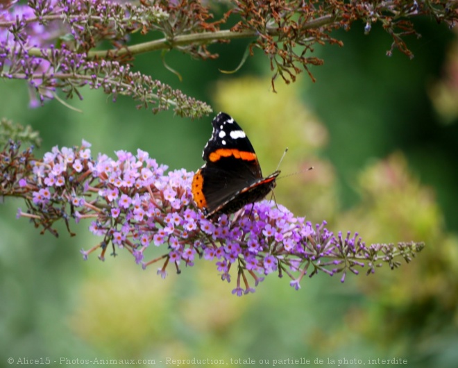 Photo de Papillon - vulcain