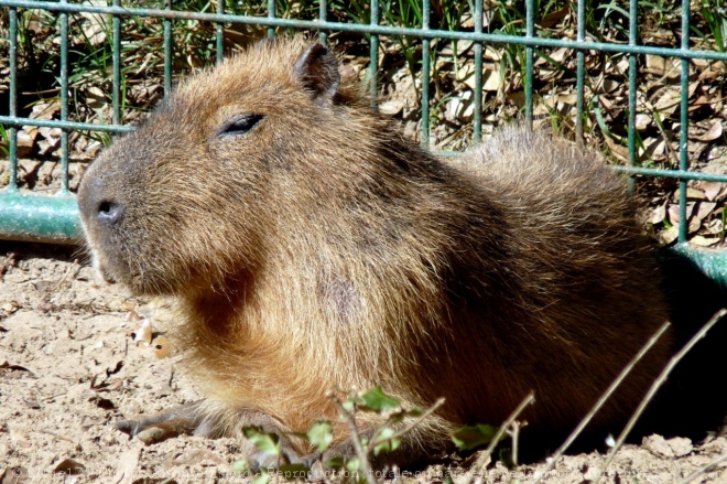 Photo de Cabiai ou capybara