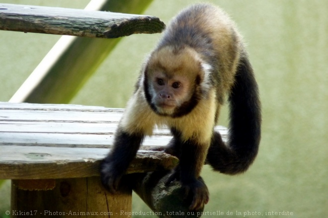 Photo de Singe - capucin