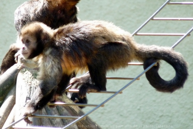 Photo de Singe - capucin