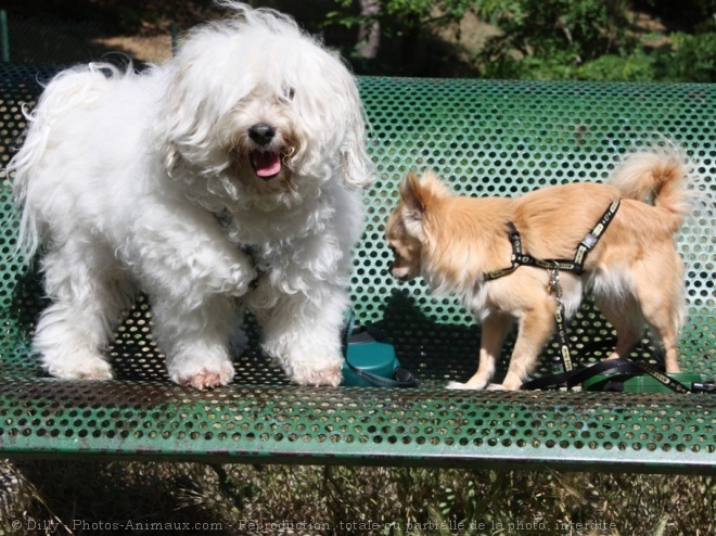 Photo de Chihuahua  poil long