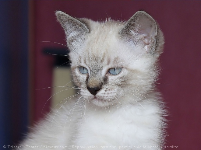 Photo de Chat domestique