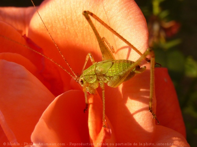 Photo de Sauterelle