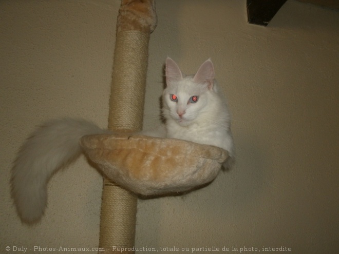 Photo d'Angora turc