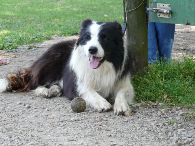 Photo de Border collie