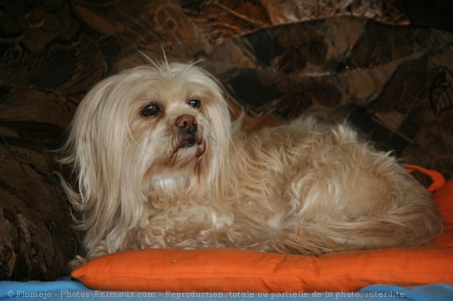 Photo de Lhassa apso