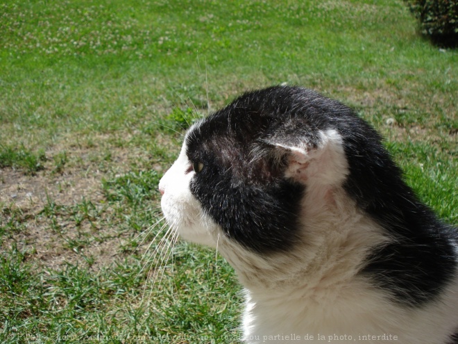 Photo de Chat domestique