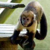 Photo de Singe - capucin