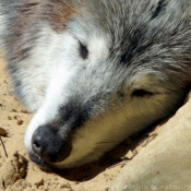 Photo de Loup