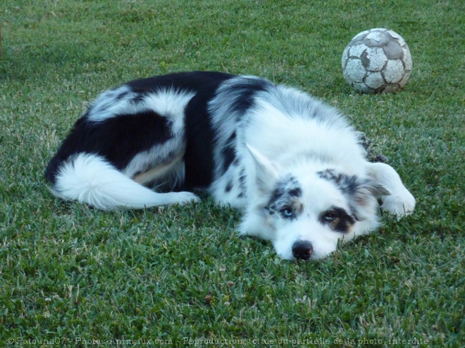 Photo de Border collie