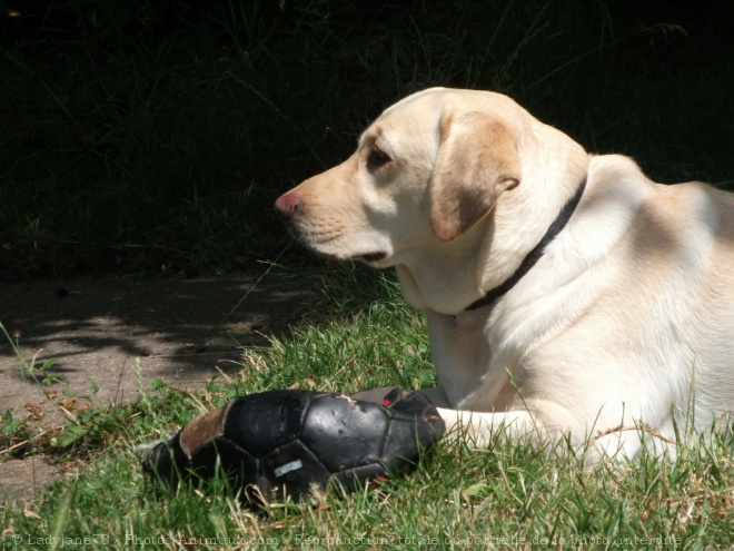 Photo de Labrador retriever