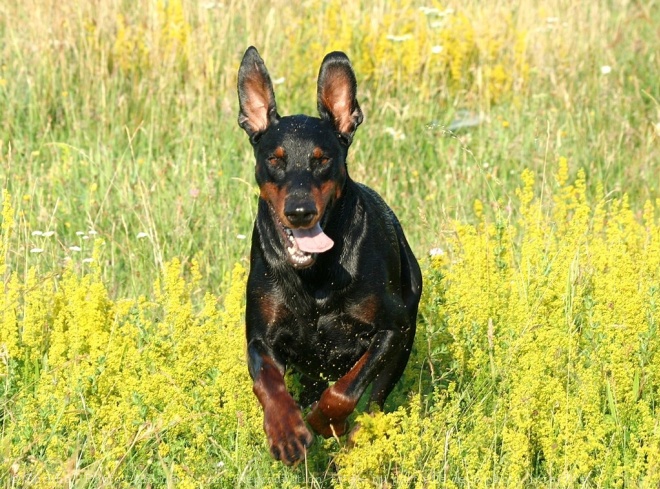 Photo de Dobermann