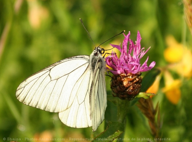 Photo de Papillon - le gaz