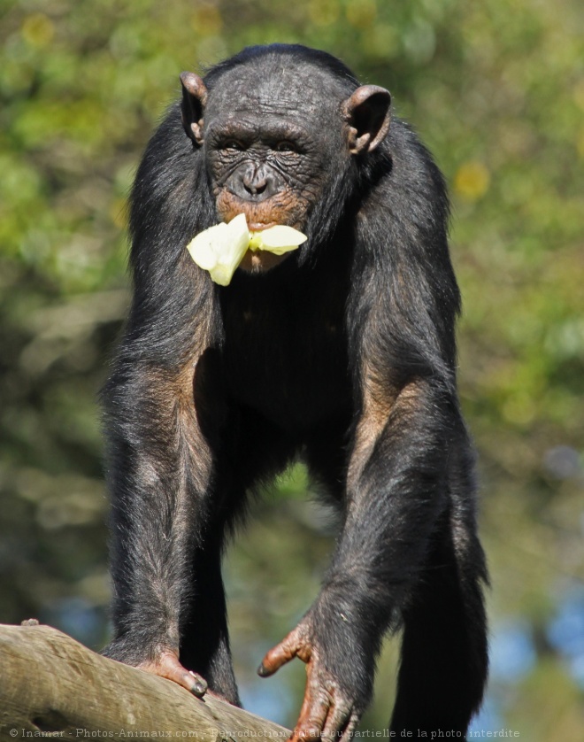 Photo de Singe - chimpanz