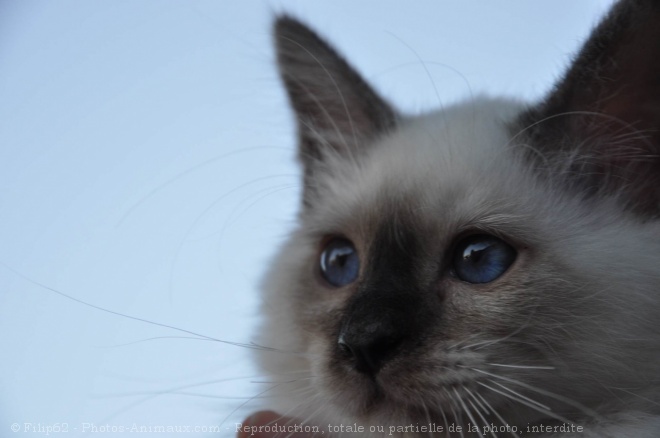 Photo de Sacr de birmanie