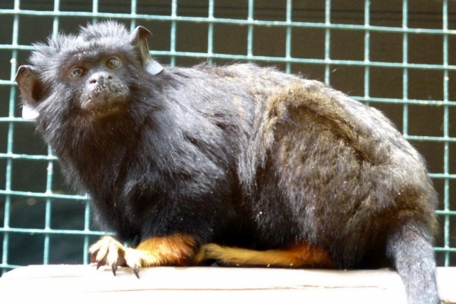 Photo de Singe - tamarin  mains rousses