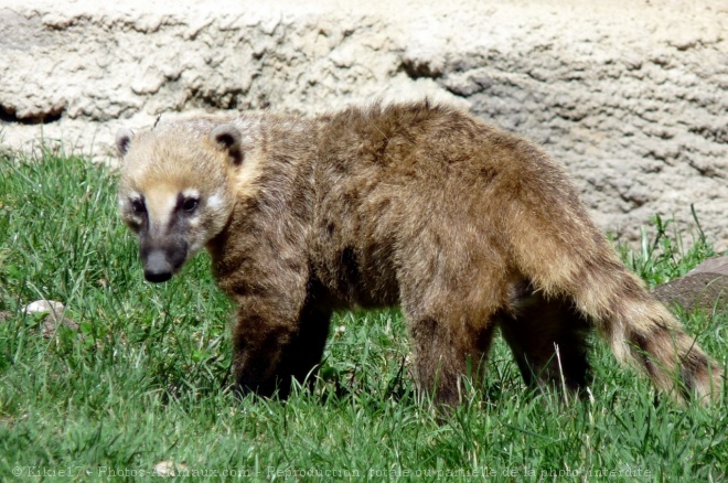 Photo de Coati