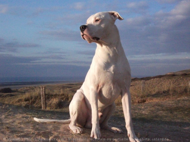 Photo de Dogue argentin