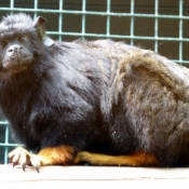 Photo de Singe - tamarin  mains rousses