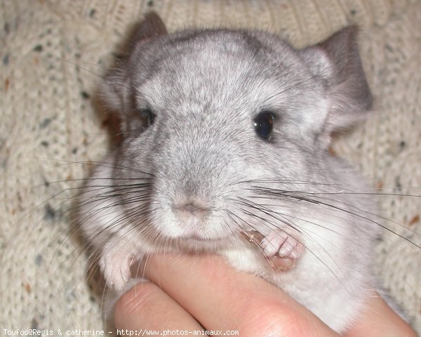 Photo de Chinchilla